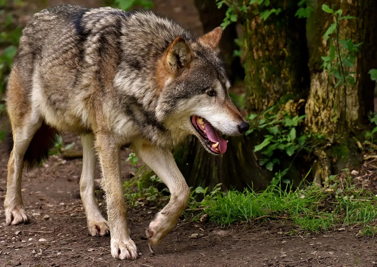 Un loup est passé à Mérens-les-Vals