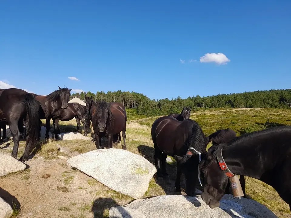 Une transhumance des chevaux de Mérens à Luzenac