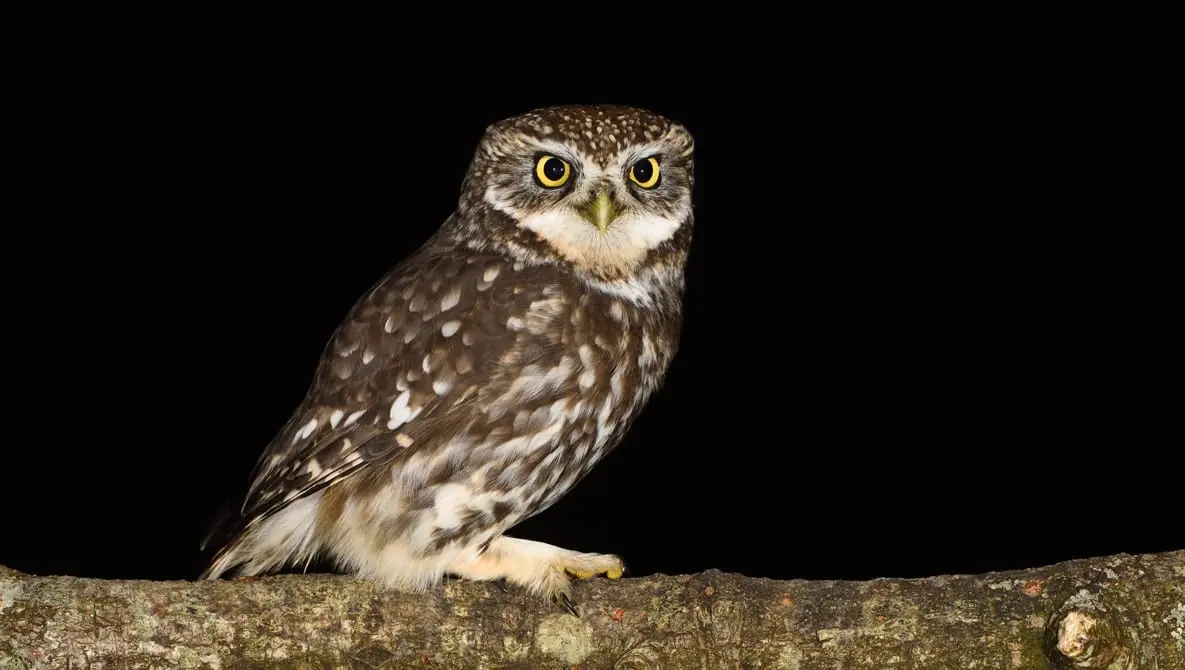 Parc naturel régional Corbières-Fenouillèdes : c’est le jour de la nuit !