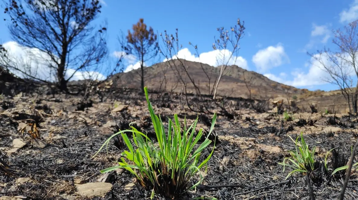 Aude. 200 volontaires réunis pour planter 3 km de haies, un événement engagé et solidaire
