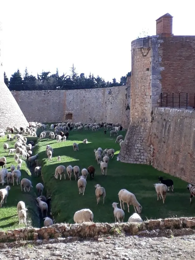 Des brebis « écopâturent » à la forteresse de Salses !