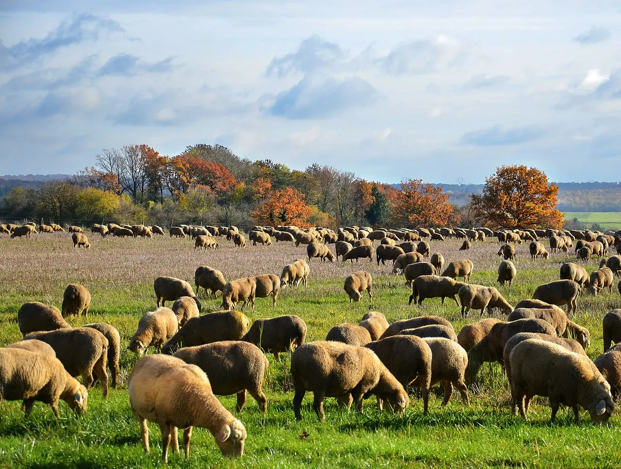 La transhumance, patrimoine culturel immatériel de l’humanité !