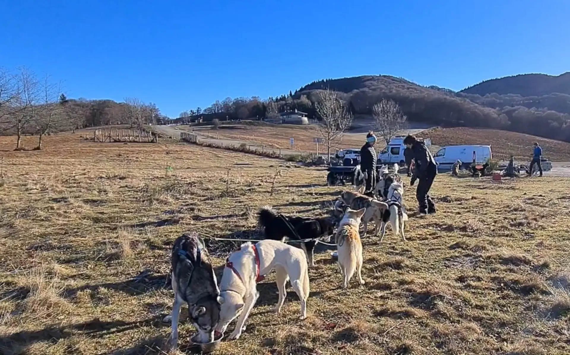 Ariège. Balade sur neige en grand attelage : les mushers et leurs chiens s’adaptent