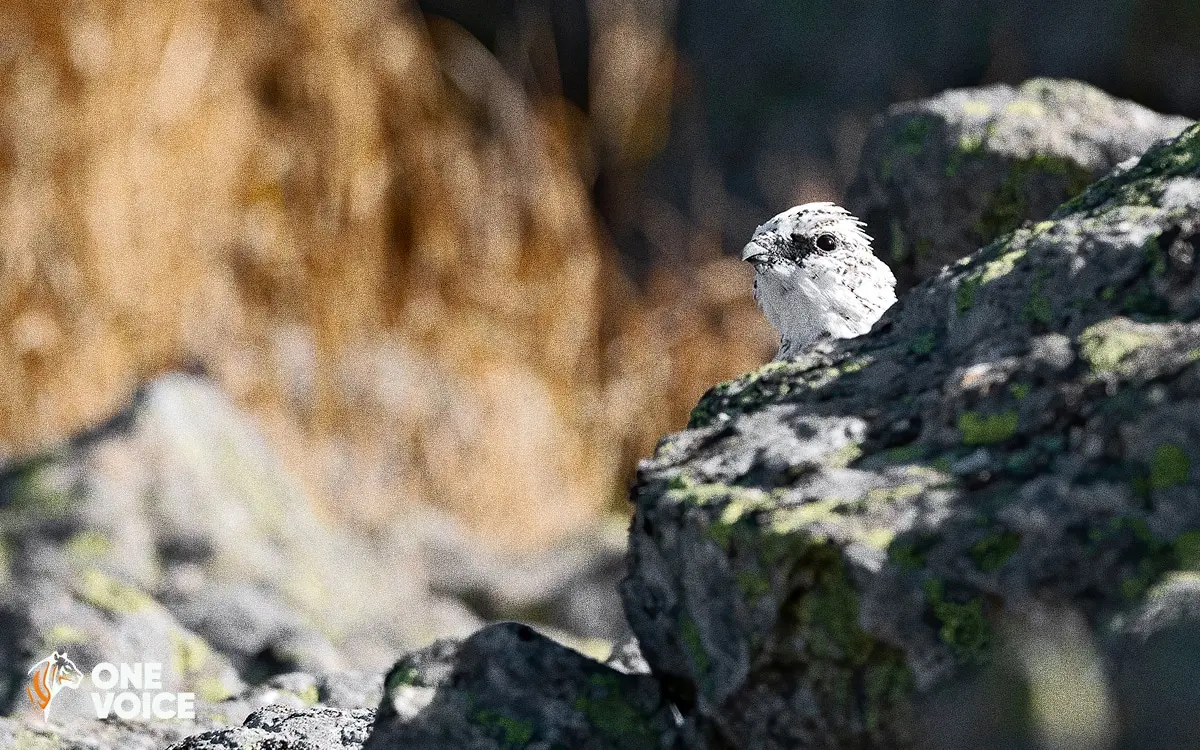 Chasse des galliformes suspendue en Ariège en 2021 : Une audience aujourd’hui