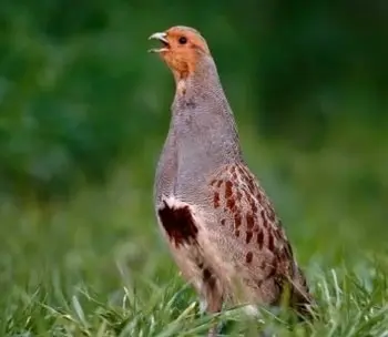 Ariège. La chasse à la perdrix grise des Pyrénées dans le viseur des associations