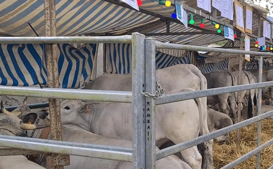 Ariège. La foire de printemps revient à Mazères ce week-end