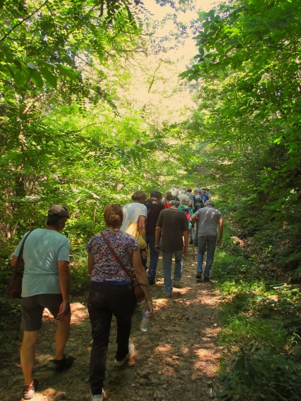 Les nuits des forêts sont de retour en Occitanie : Notre sélection