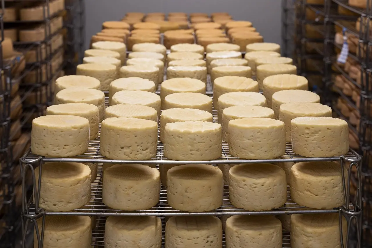 Les fromages fermiers de l’Aude s’affrontent ce weekend