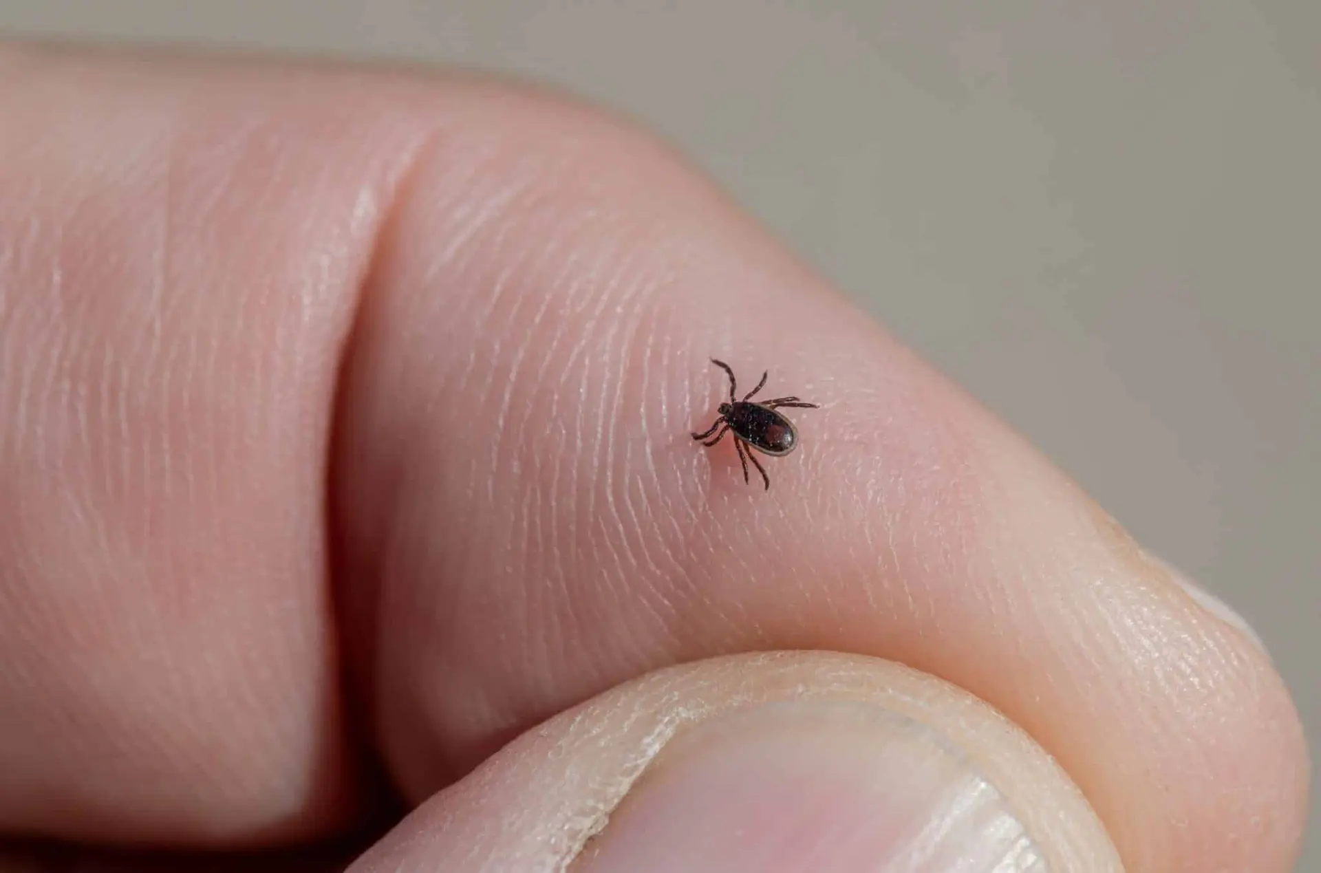 Piqûres de tiques. Santé Publique France alerte sur les bons gestes pour se protéger