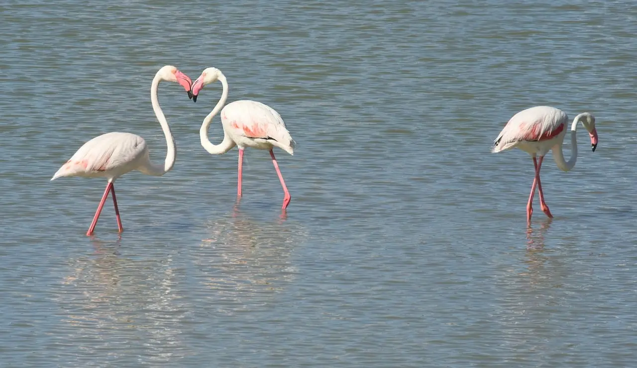 Méditerranée. Les oiseaux d’eau menacés sur le littoral