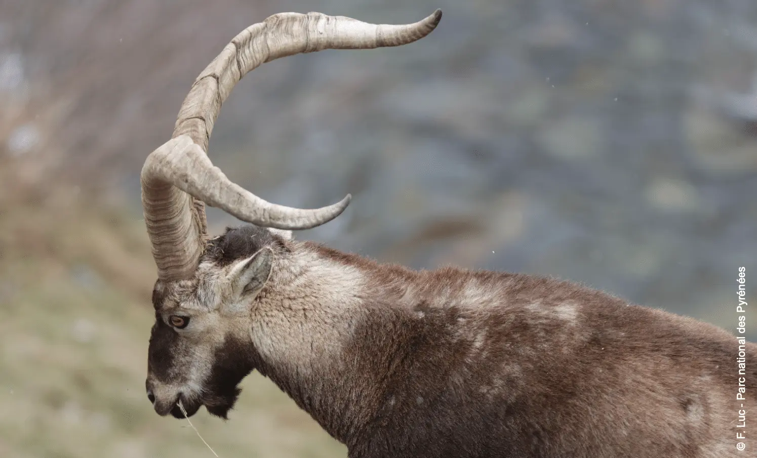 Le parc national des Pyrénées célèbre les 10 ans de la réintroduction du bouquetin