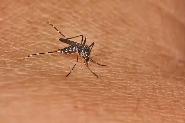 Ariège. Un cas de dengue à Foix : l’ARS organise un plan de démoustification