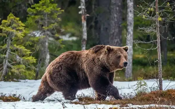 depositphotos_181136184-stock-photo-wild-brown-bear-spring-forest Ariège. La mort de l’ours « Gribouille » classée sans suite faute d’éléments