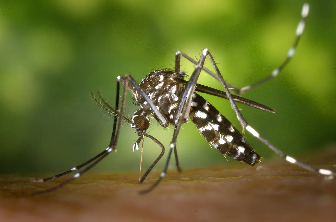mosquito-49141_1280 Ariège. Un cas de dengue à Varilhes : l’Ars a procédé à une opération de démoustication