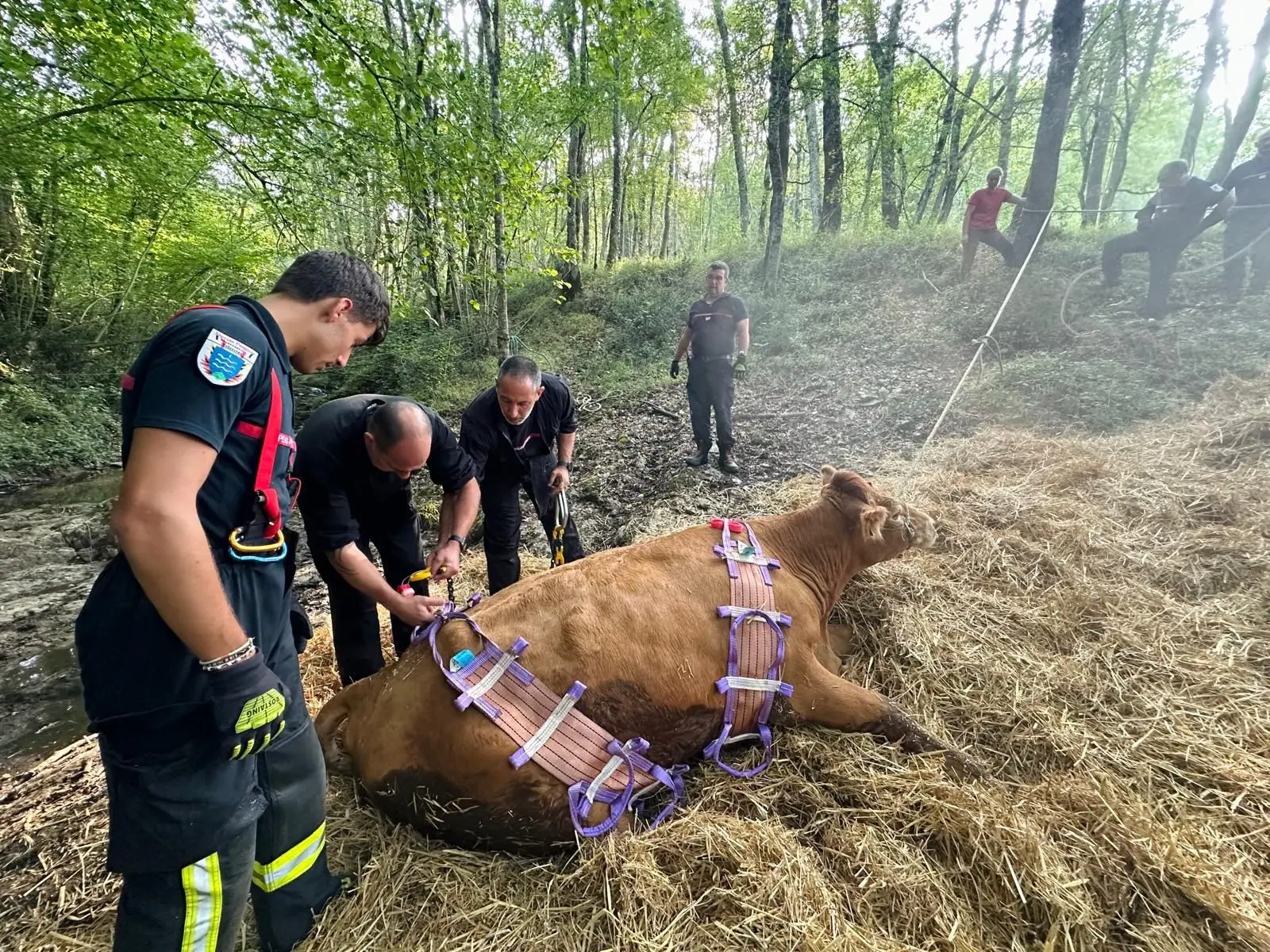 Une vache sauvée de la mort par les pompiers près de Toulouse · Tentative de meurtre à la prison de Perpignan · Reprise du chantier d’RTE dans le Golfe de Gascogne