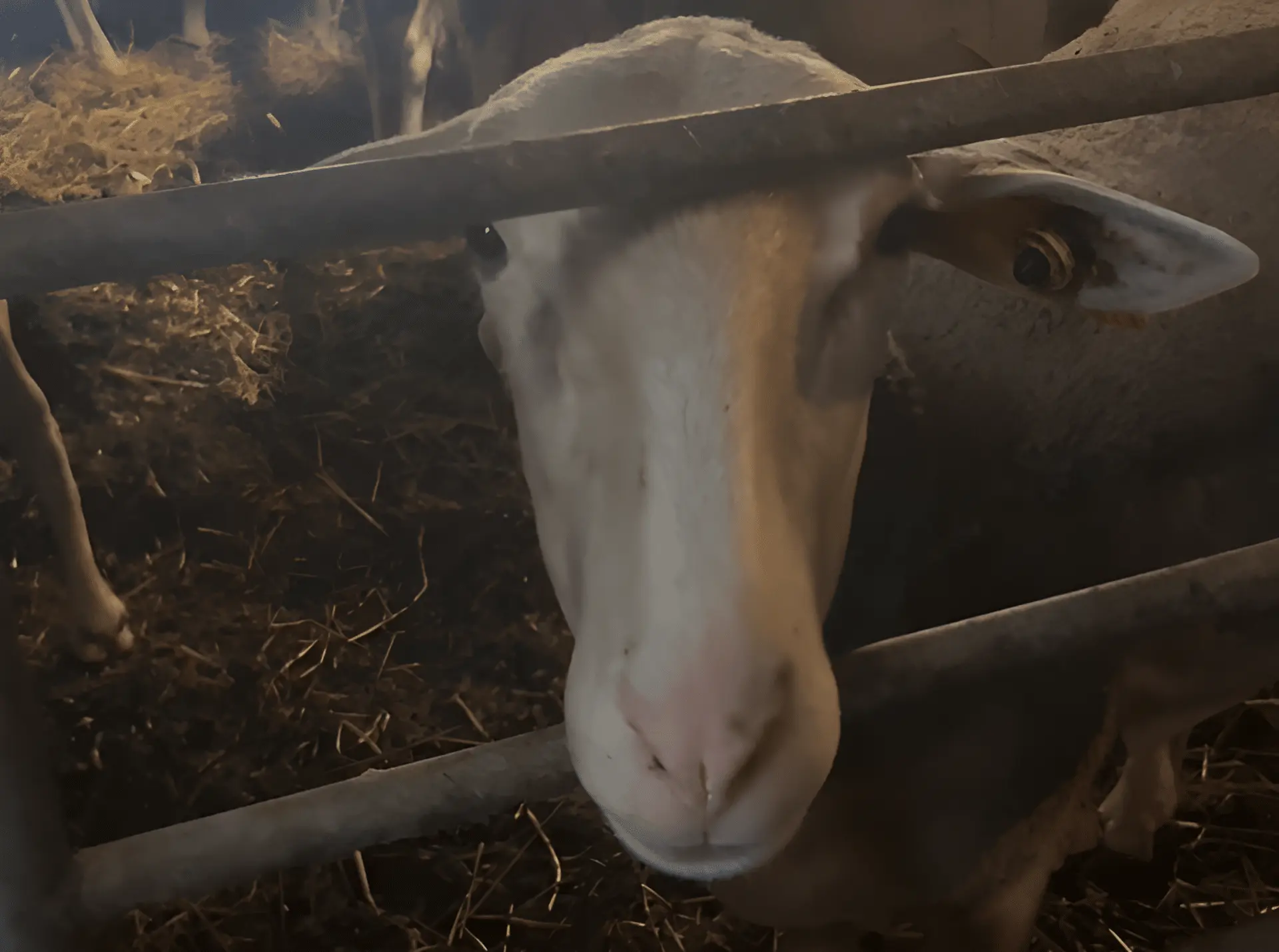 À l’approche de l’Aïd-el-Kébir, la préfecture de l’Ariège prend un arrêté pour encadrer l’abattage des bêtes