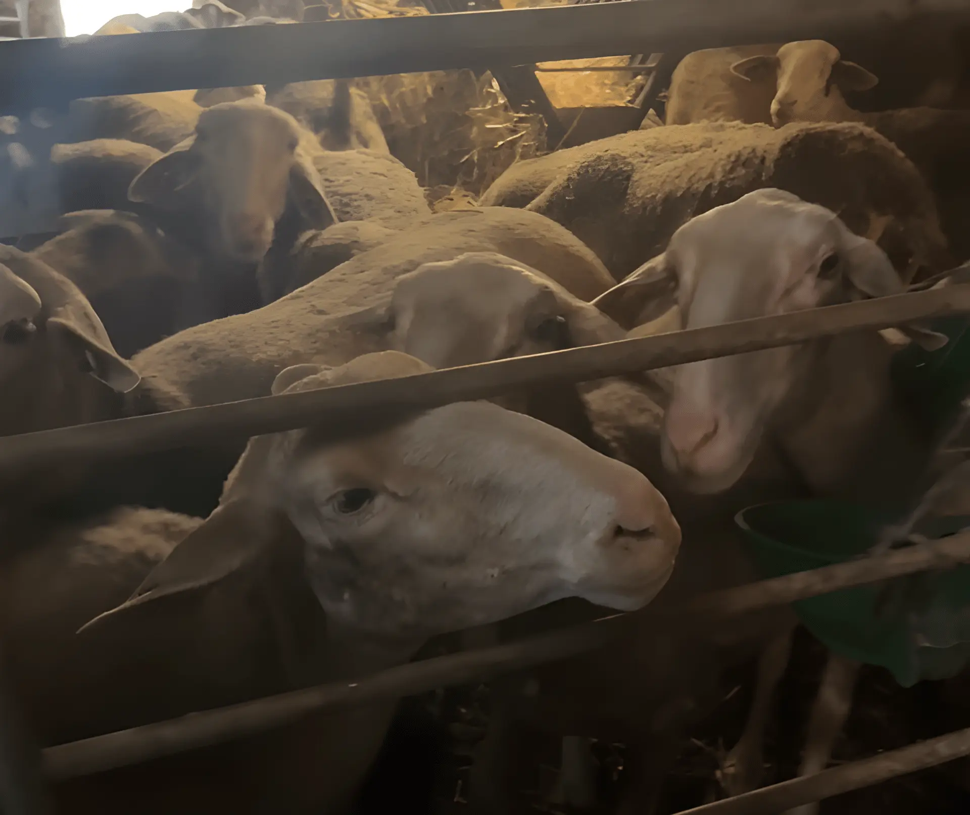 Pyrénées-Orientales. Un élevage clandestin de moutons découvert à Palau del Vidre