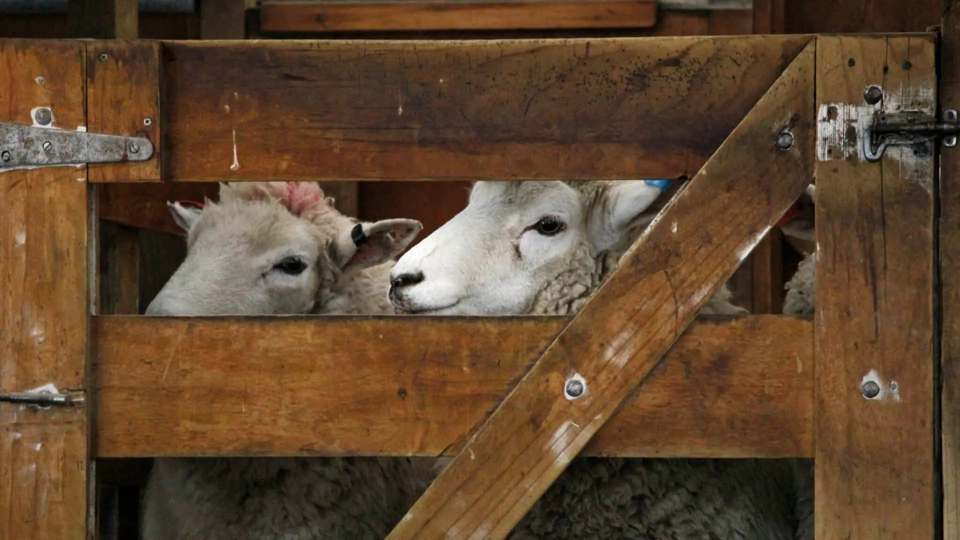 Pyrénées-Orientales. Une enveloppe dédiée aux éleveurs ovins touchés par la FCO 8 annoncée juste avant la venue d’Annie Genevard