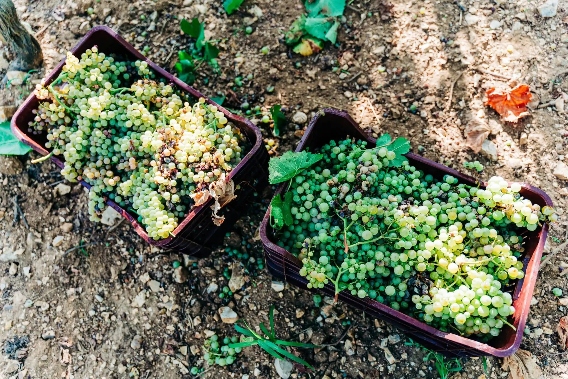 “Une situation inédite et catastrophique” : à court de solutions, les vignerons et le département de l’Aude écrivent une lettre à la ministre de l’Agriculture