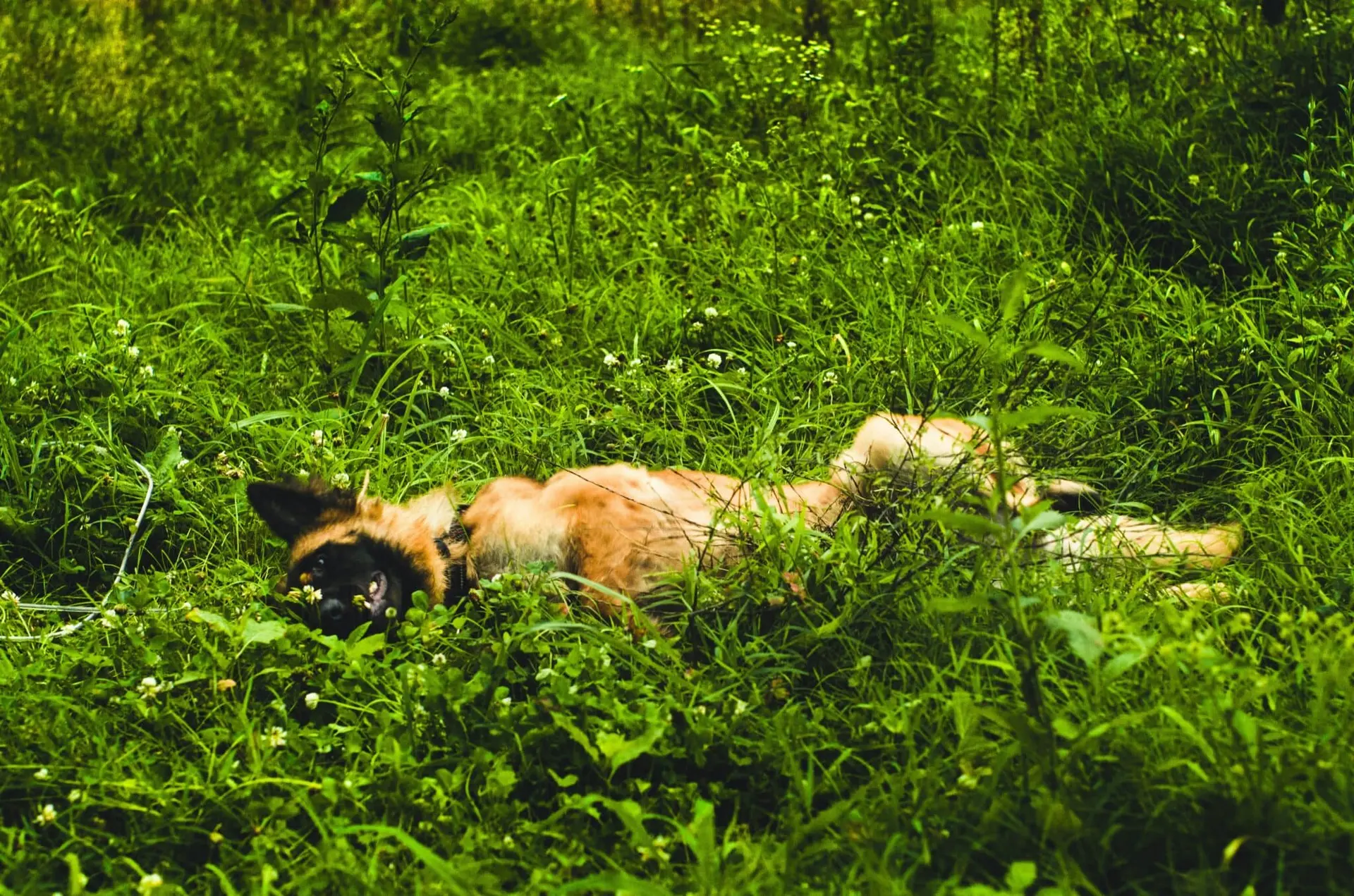 Un chien tué par arme à feu par son maître près de Toulouse · La rencontre folle d’un randonneur avec un ours dans les Pyrénées