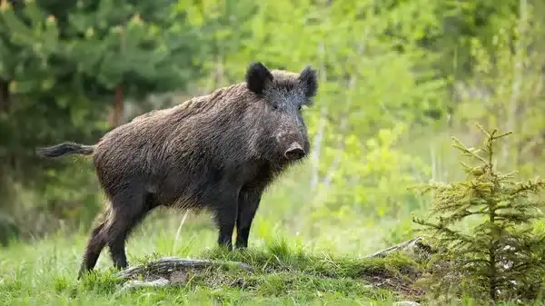 Ariège. Trois véhicules se percutent sur la RN20 à cause d’un sanglier