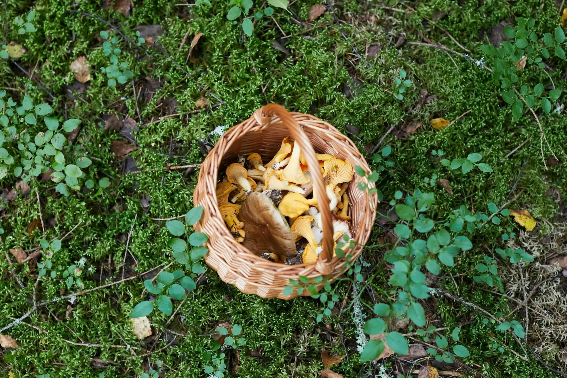Une cueillette de champignons qui tourne mal dans les Pyrénées · Les évêques de France réunis à Lourdes