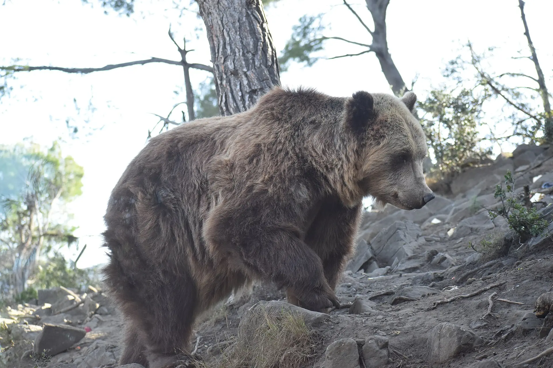 Occitanie. La sécurité des hommes, des troupeaux et des usagers de la montagne au coeur de la réunion du groupe « Ours, pastoralisme et activités de montagne »
