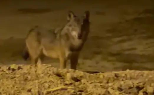 Il est « peu probable » qu’un loup ait été aperçu à Limoux et à Rustiques · Grève et rassemblements en soutien à l’OFB de Trèbes à Pau