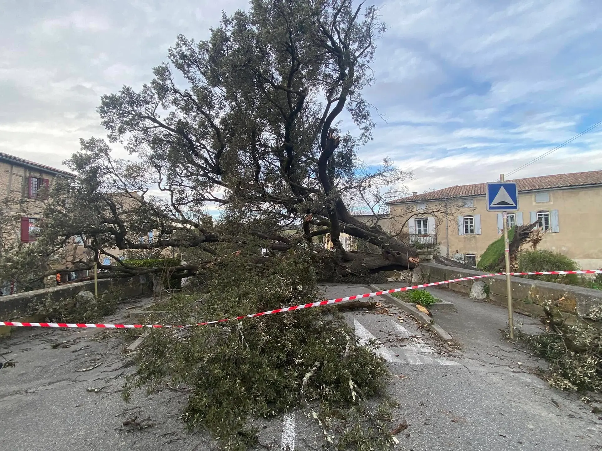 Mirepoix : un chêne vert de 700 ans s’effondre sous les intempéries