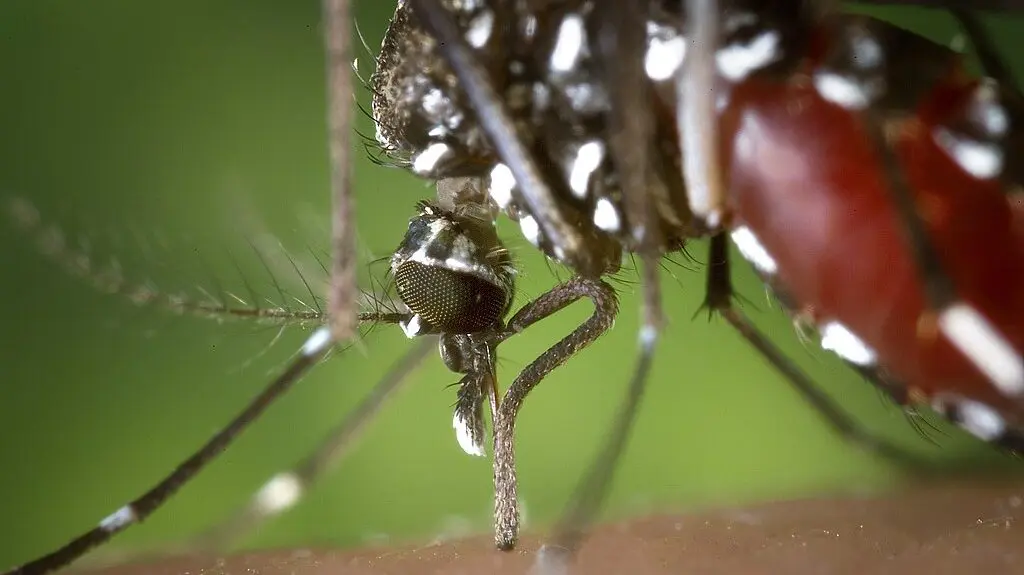 Ariège : une démoustication préventive après un cas de chikungunya