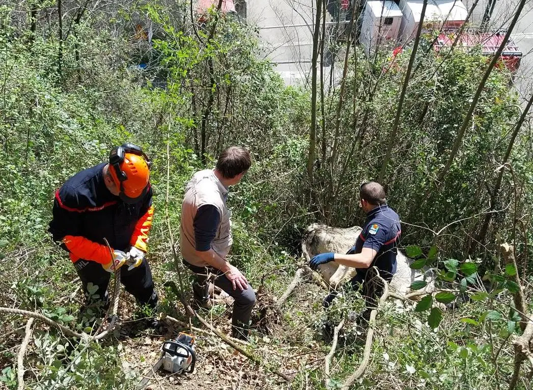 Ariège. Les pompiers au secours d’une génisse qui a chuté dans un fossé