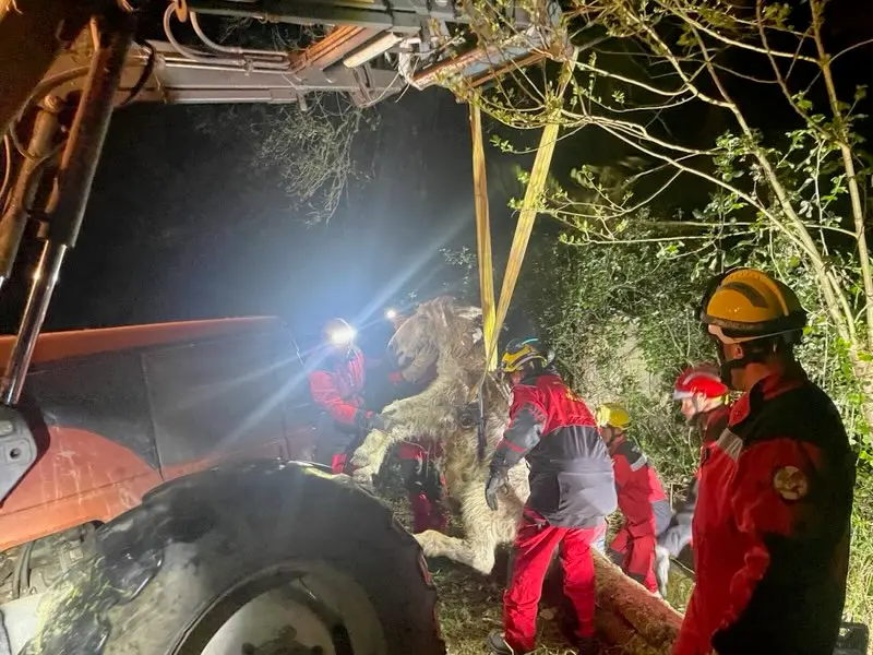 Ariège. Un âne tombé dans un canal en béton secouru par les pompiers cette nuit
