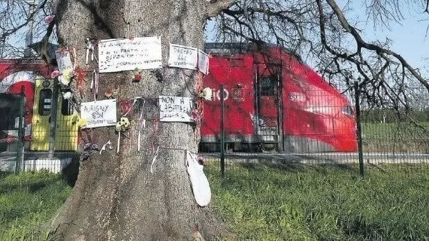 Pétition en ligne pour sauvegarder un le chêne vert du Vernet d’Ariège : déja plus de 15 000 signatures