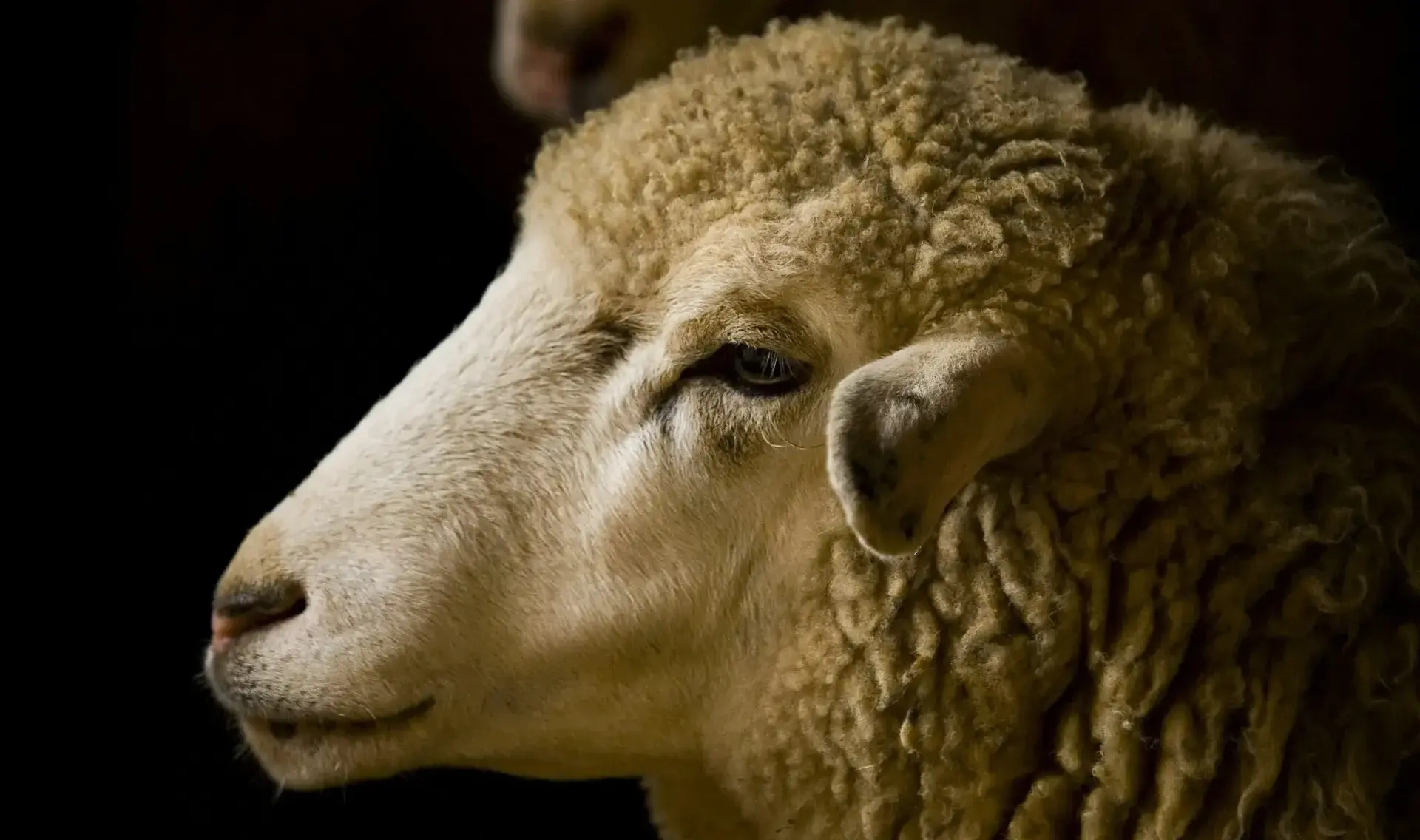 Fièvre catarrhale ovine : l’État appelle les éleveurs à se fournir rapidement en vaccins sur le marché privé