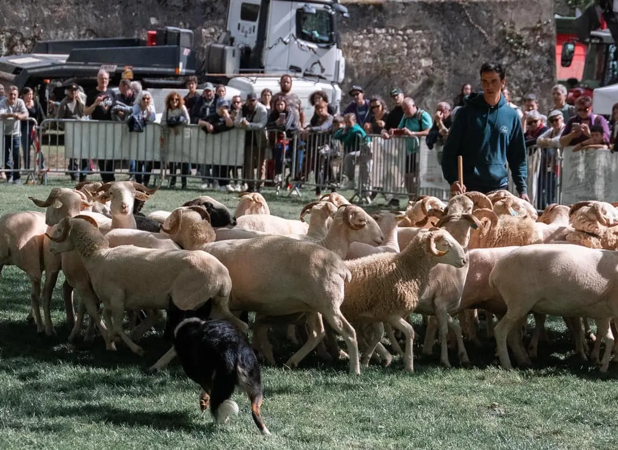 Foire du 8 mai à Tarascon-sur-Ariège : une édition inédite avec un 1er concours de vaches gasconnes