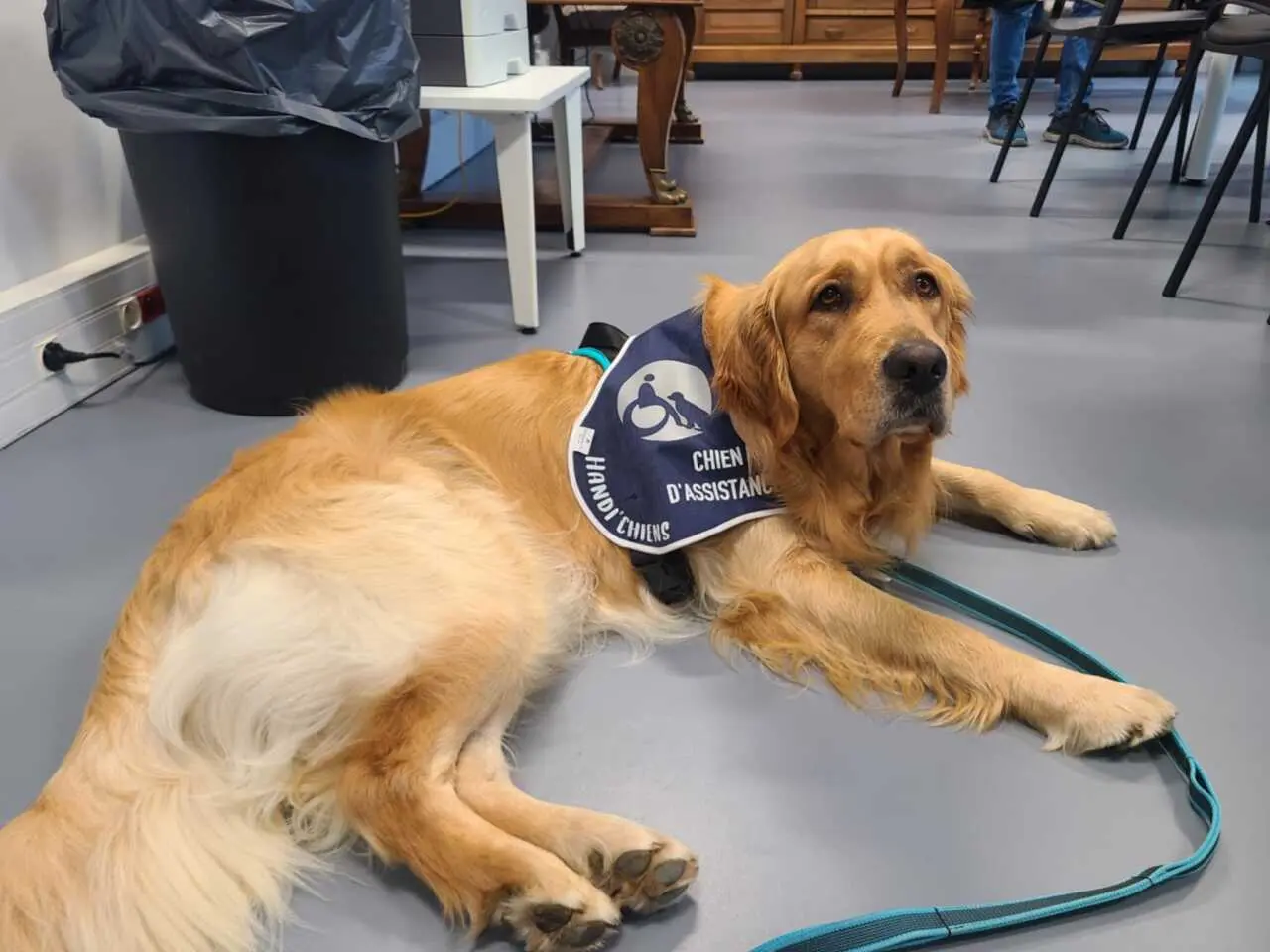 Ulyne, première chienne d’assistance judiciaire à Foix, entre en scène