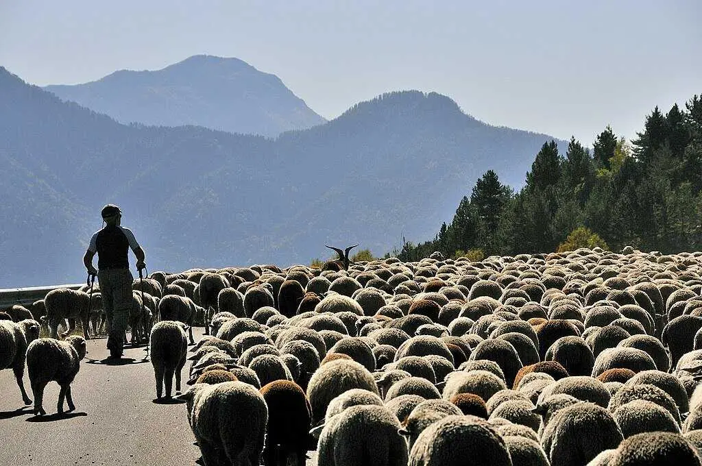 Brebis, vaches et chevaux retrouvent les hauteurs : le programme des transhumances en Bethmale