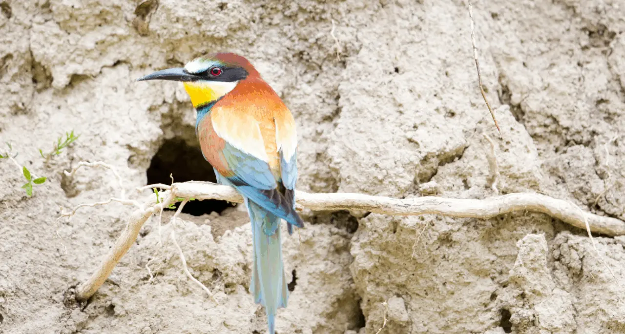 Une gravière jugée pour la destruction d’un nid de guêpier d’Europe lors de travaux