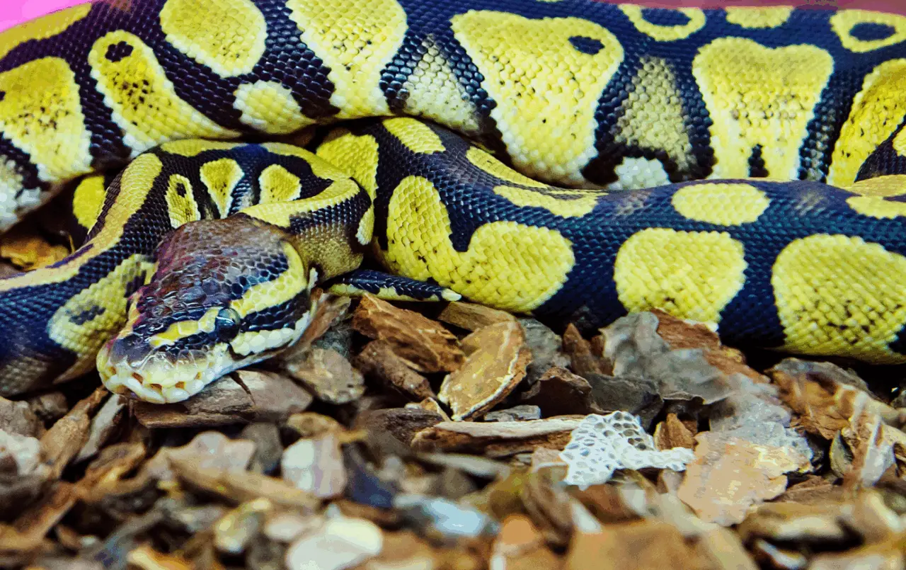 Toulouse : il se retrouve nez à nez avec un python royal dans sa buanderie