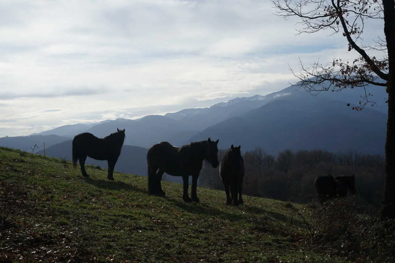 Une immersion nocturne avec les chevaux pour se reconnecter à soi