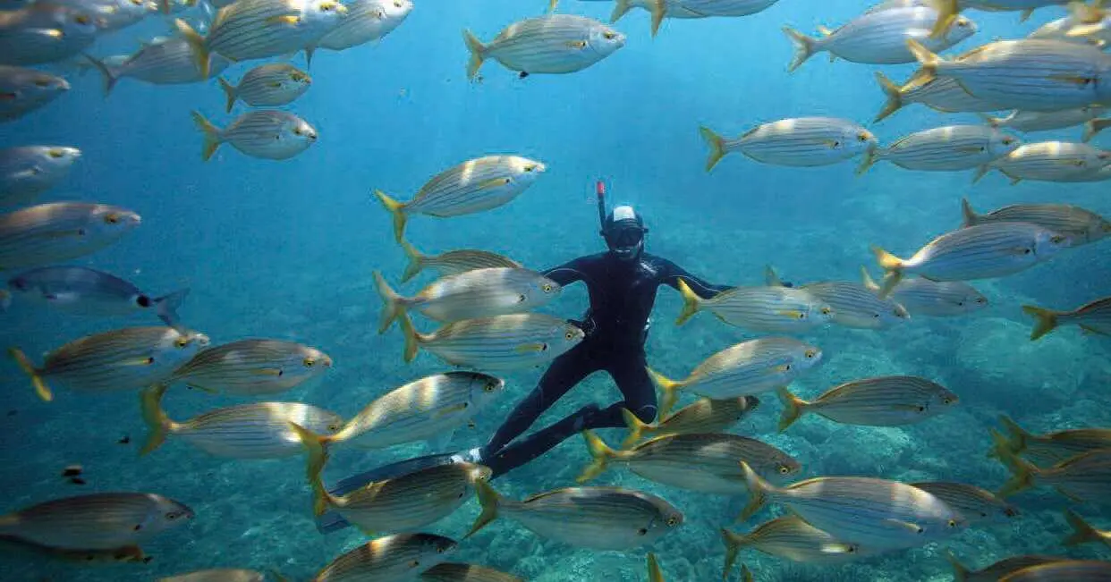 Pyrénées Orientales : plongée libre au cœur de la réserve marine de Cerbère-Banyuls