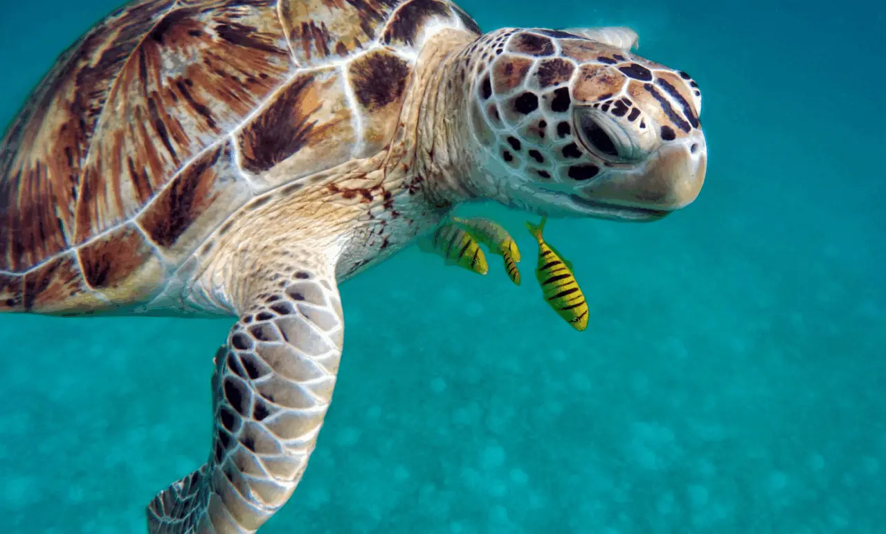 Des traces de tortue marine repérées sur la plage de Leucate : un espoir de nidification dans l’Aude