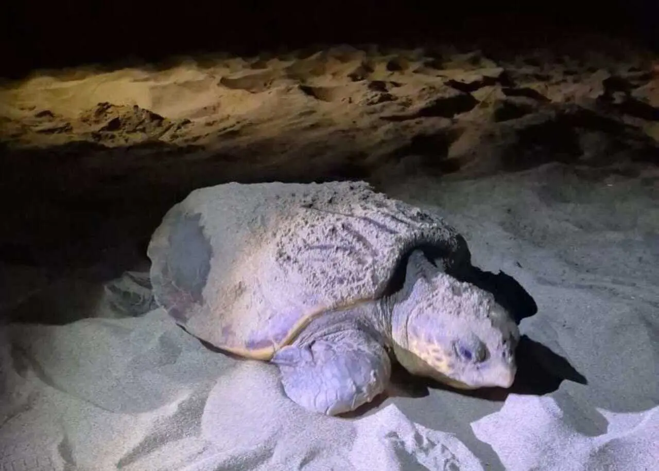 « On voit un changement dans le comportement de l’espèce » : une tortue Caouanne pond sur la plage de Saint-Pierre-la-Mer