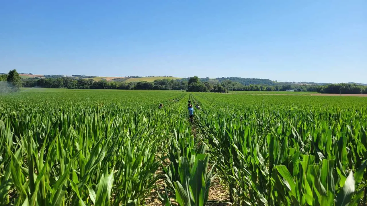 Maïs et irrigation en Ariège : un équilibre à trouver pour la profession