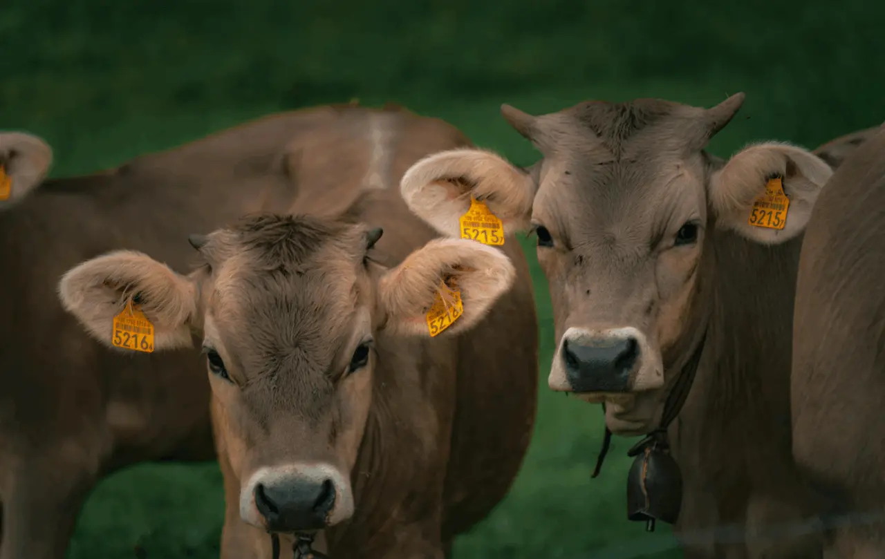 Ariège : la dermatose bovine s’approche des Pyrénées, les éleveurs appelés à redescendre leur troupeaux d’estive