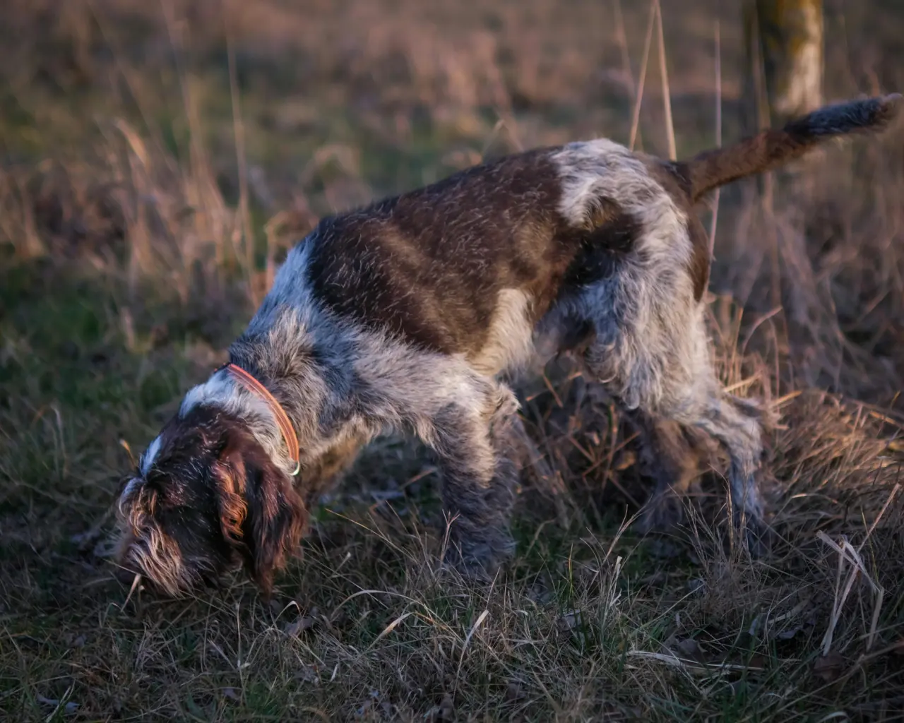 Ariège : un chien de chasse sauvé d’une chute de 20 mètres
