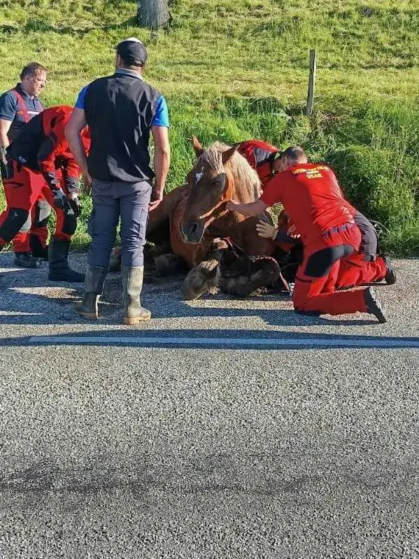 Ariège : huit pompiers mobilisés durant trois heures pour sauver un cheval tombé dans un fossé