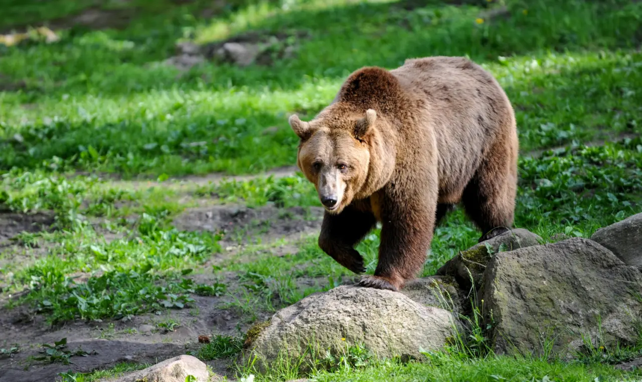 Ours en Ariège : la préfecture déclenche le protocole « ours à problème » après l’attaque d’un éleveur