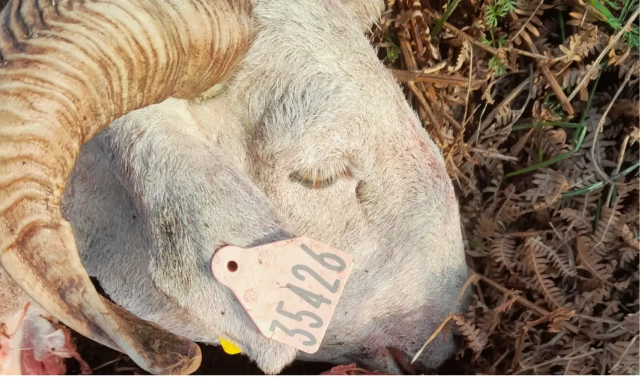 Ours : quatre brebis tuées en moins d’une semaine en Ariège, « la dernière à 100m du village », alerte les éleveurs