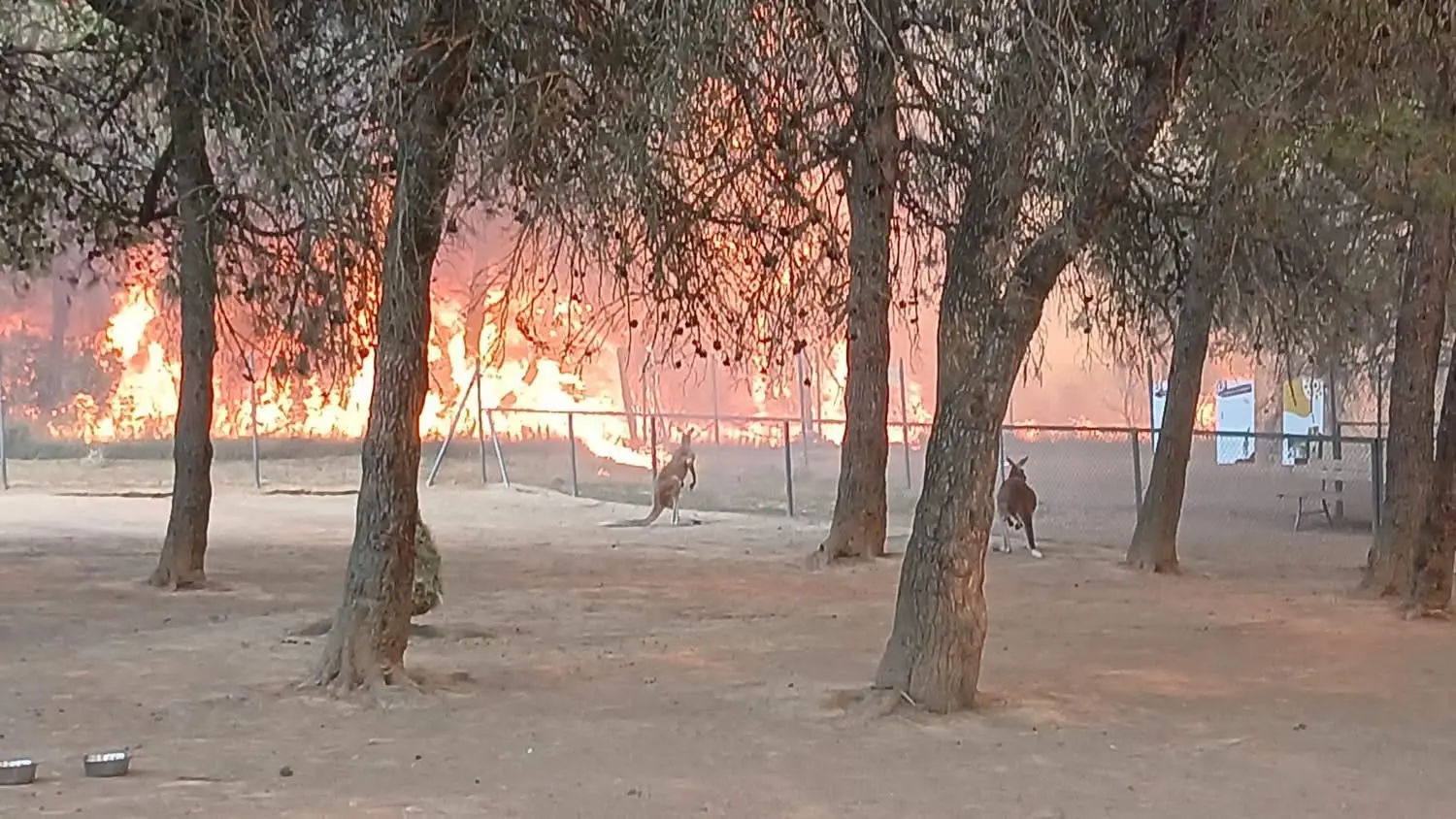 Carcassonne : un incendie touche le parc australien, un jeune kangourou succombe à ses blessures